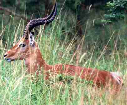 Antilope.