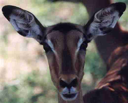 Impala.