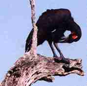 Il est trs rare que ce type d'oiseau soit dans un arbre, vous pourrez mieux les observer  terre.