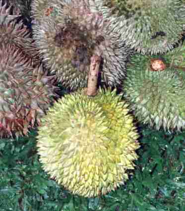 Le durian est un fruit dont l'odeur et le got ne peuvent se traduire...