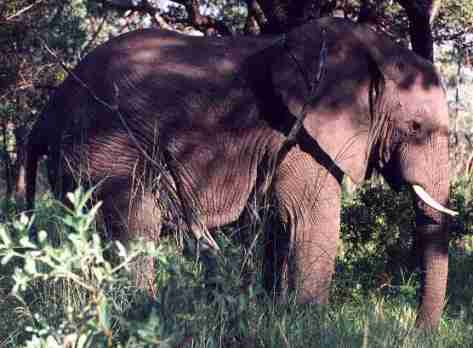 Elphant du Parc Kruger.