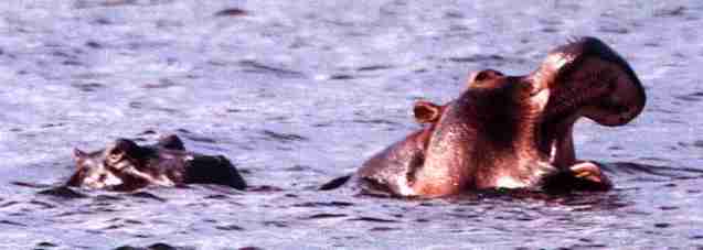 Hippopotame du Zambze.