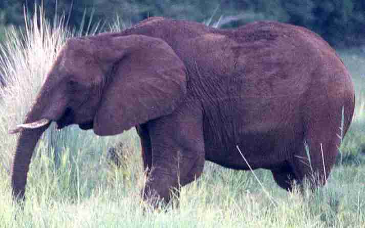Dernier adieu  l'lphant du Zimbawe.