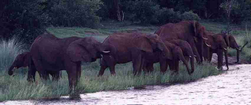 Troupeau d'lphants venant s'abreuver.