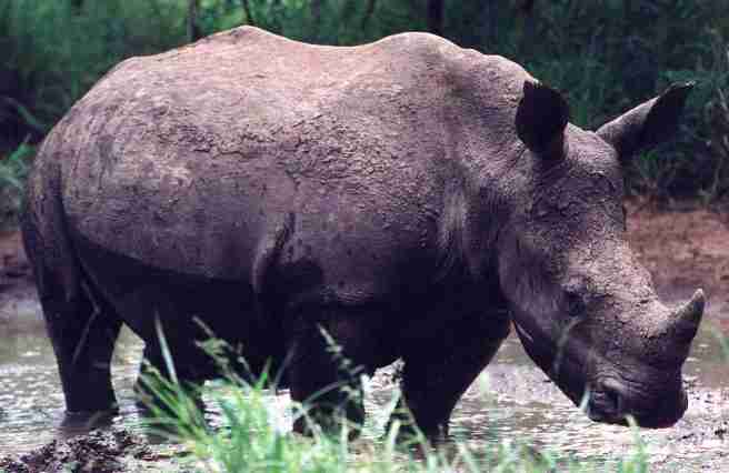 Rhinocros du Swaziland.