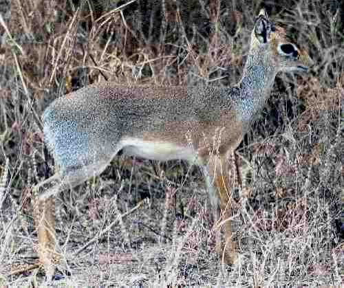 Dik-dik.