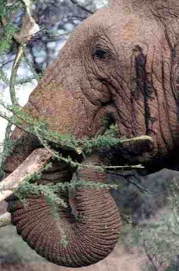 Elphant en train de manger une branche d'acacias.