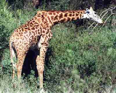 Girafe.