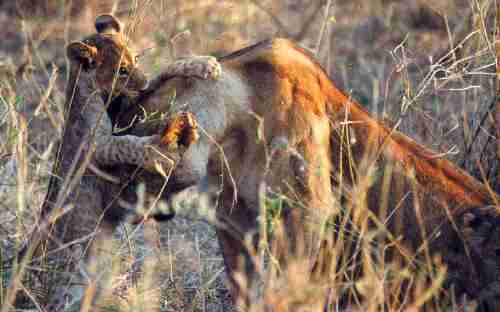 Calin maternel...