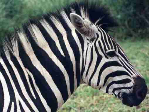 Zbre d'Afrique du Sud.